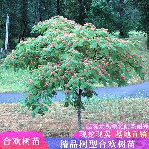 合欢树苗绒花树苗室外庭院风景树花卉植物合欢花苗盆栽芙蓉树