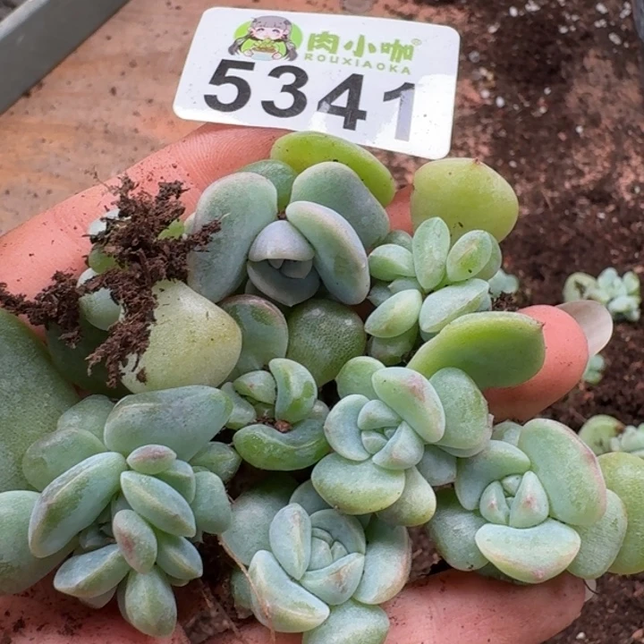 多肉植物多头植物