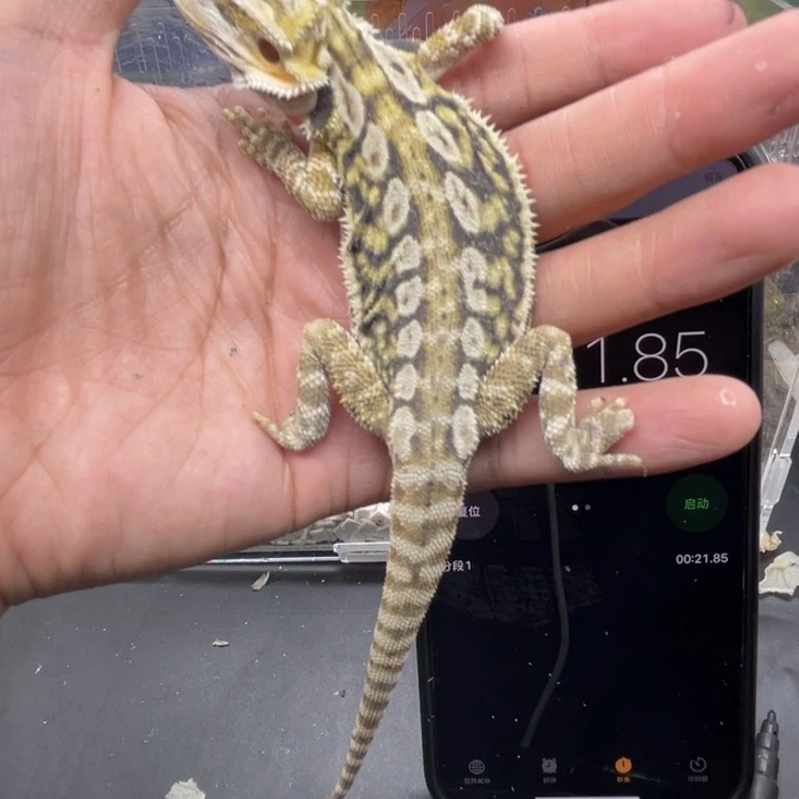 鬃狮蜥鬃狮自己挑选