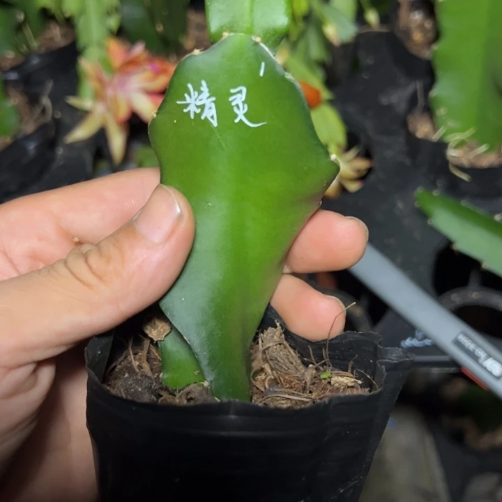 精灵嫁接单片小苗一颗40