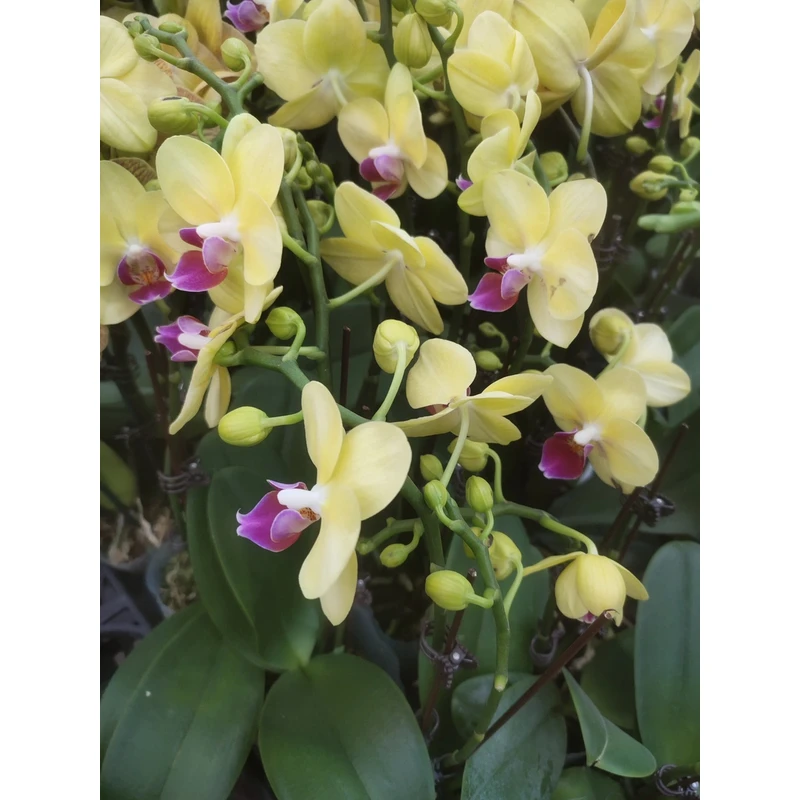 【黄金格格】蝴蝶兰3.0寸杯双花剑发货特大