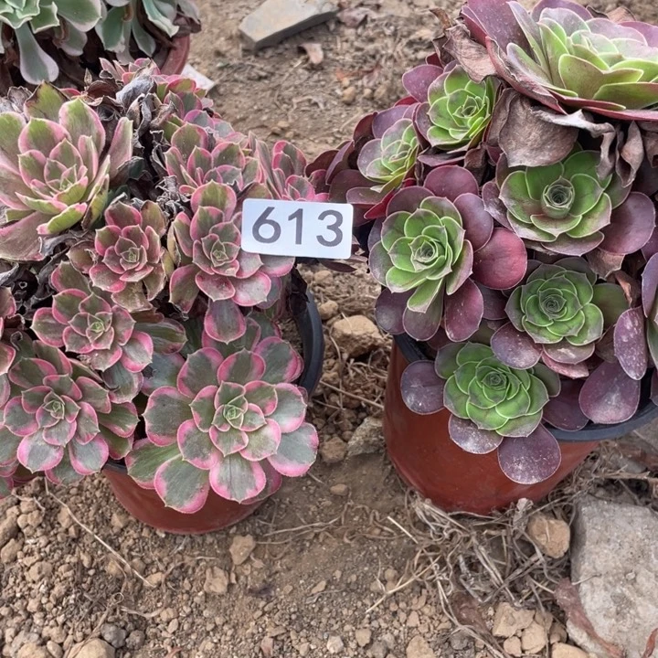 无花朵613多肉植物组合