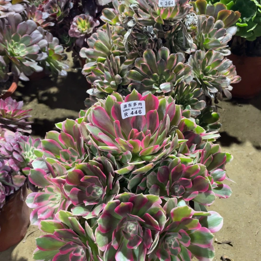 446妖月多肉法师断枝不包