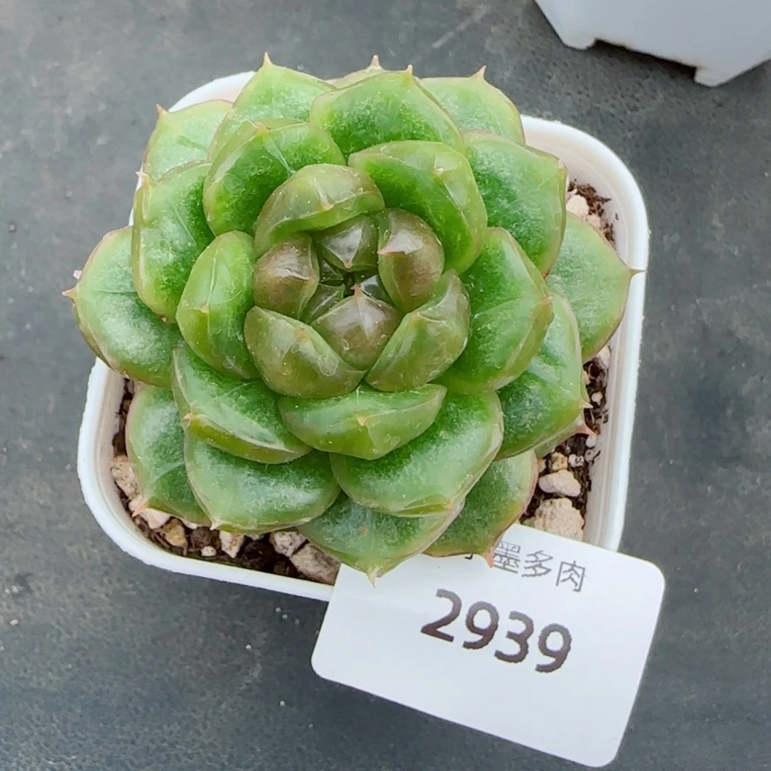 糖果珍妮，2939多肉植物