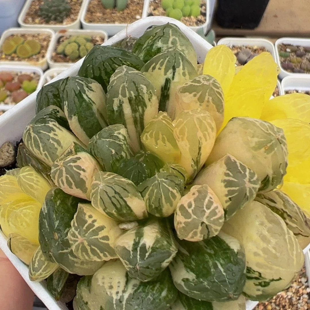 169多肉植物百科植物