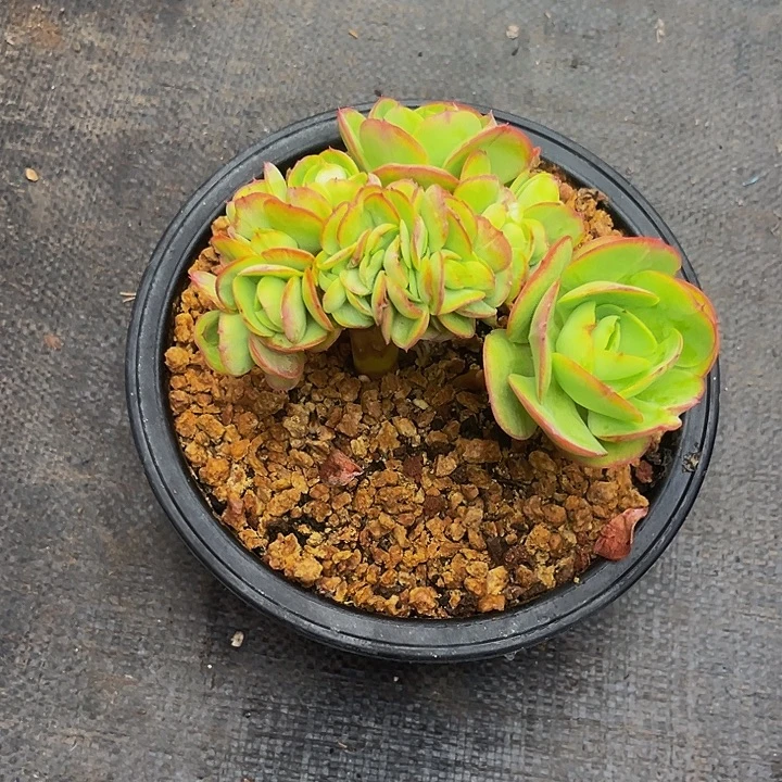 多肉植物碧桃缀化