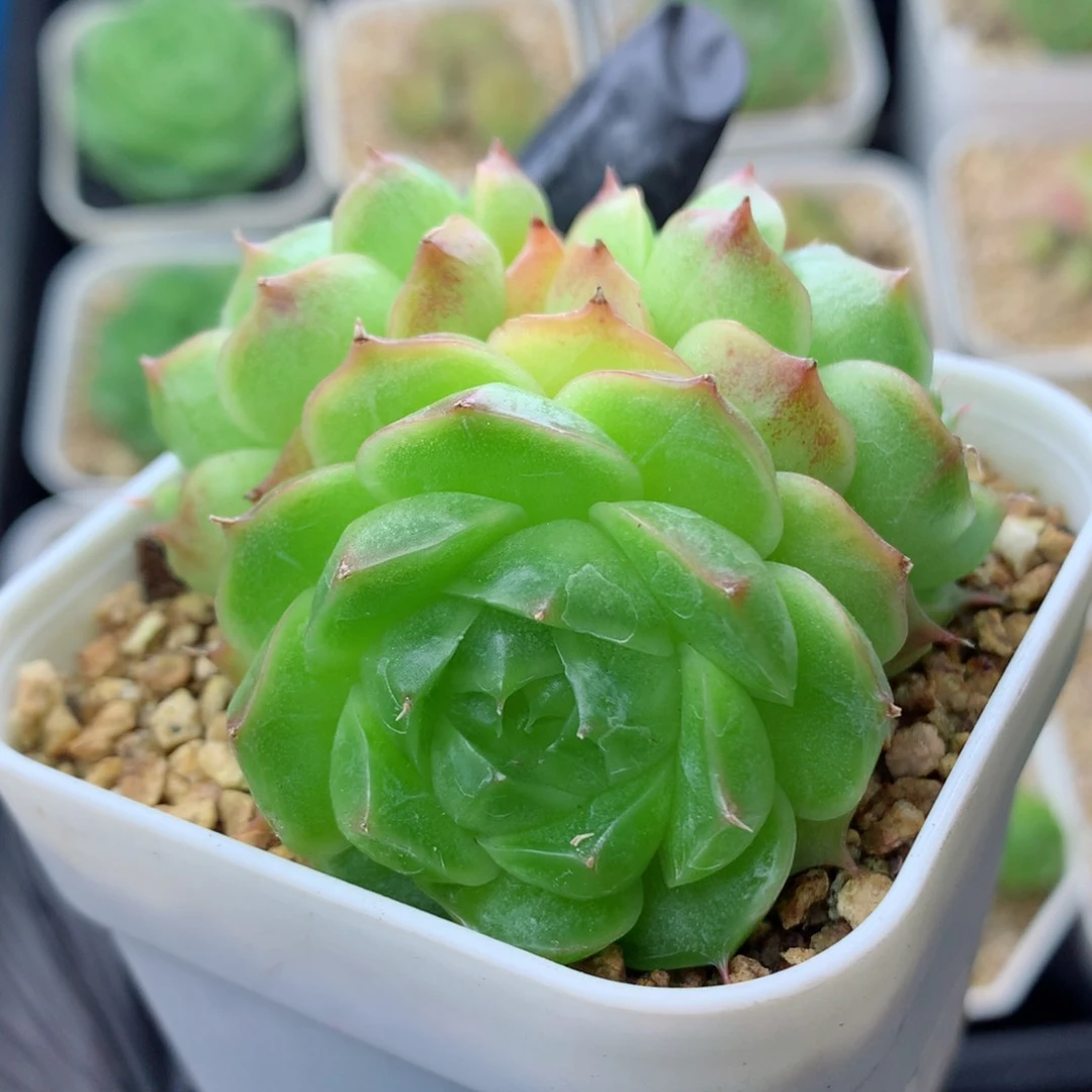 58包邮  群生不包整麦秆70