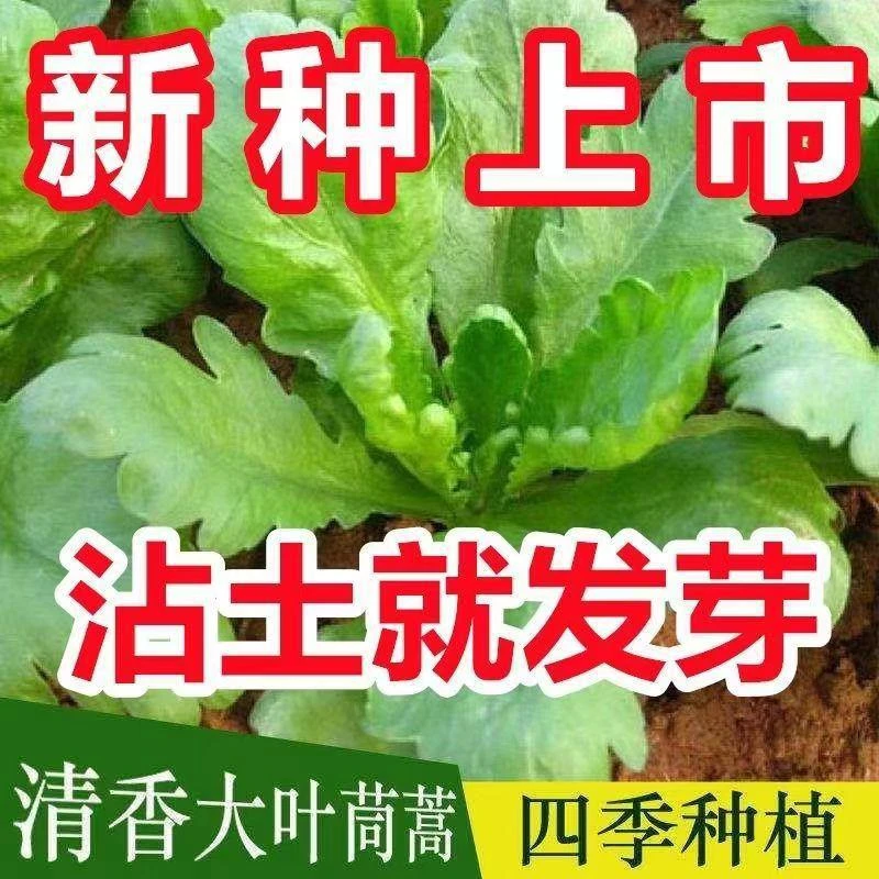 【全店满5包包邮】四季大叶茼蒿菜种子