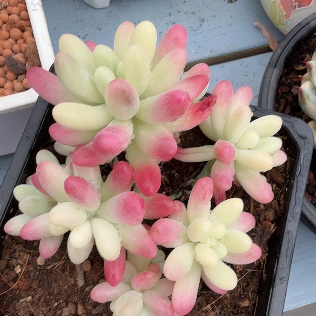 果冻乙女心锦，多肉植物