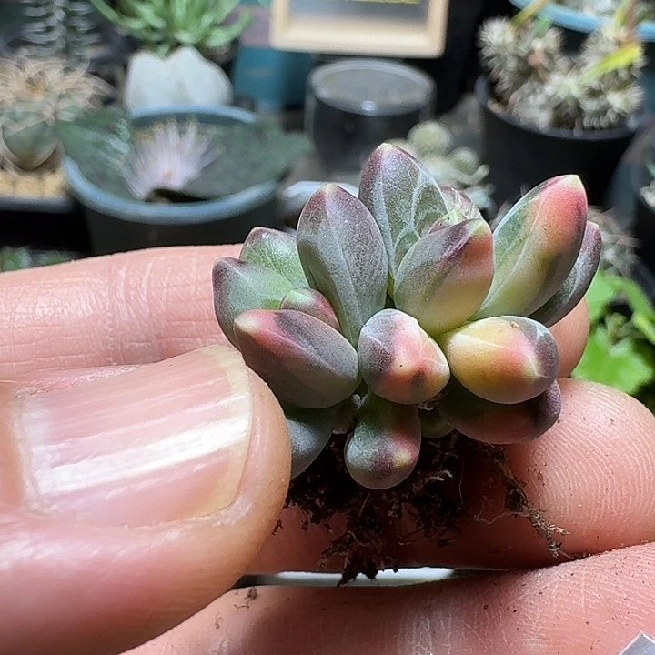 943千代田锦脱土发货