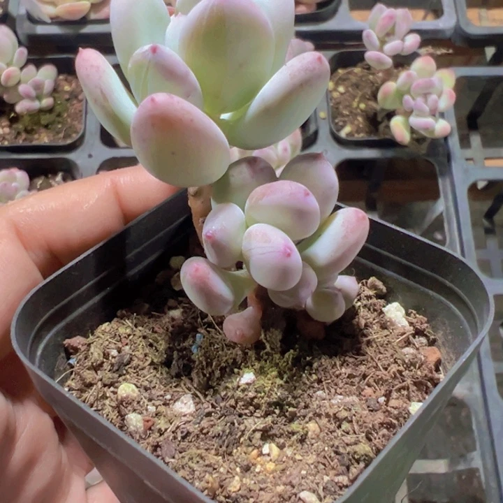 苹果奶精品多肉植物