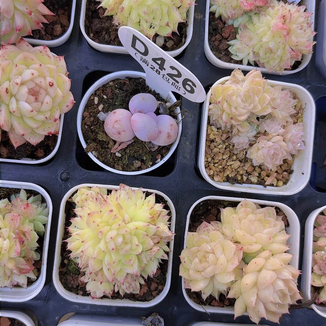 爆****?D426麦秆一物一拍