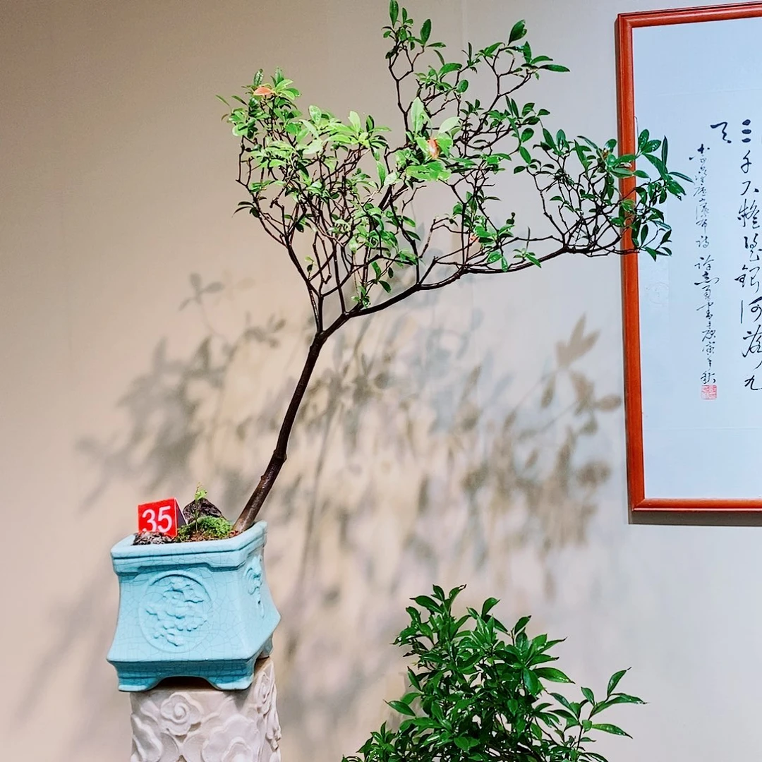 海岛春花一物一拍