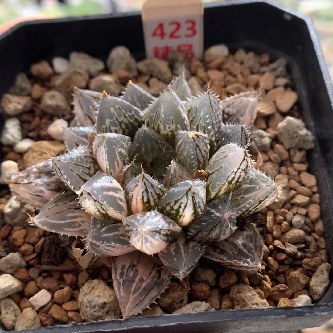以实际为准423楼兰