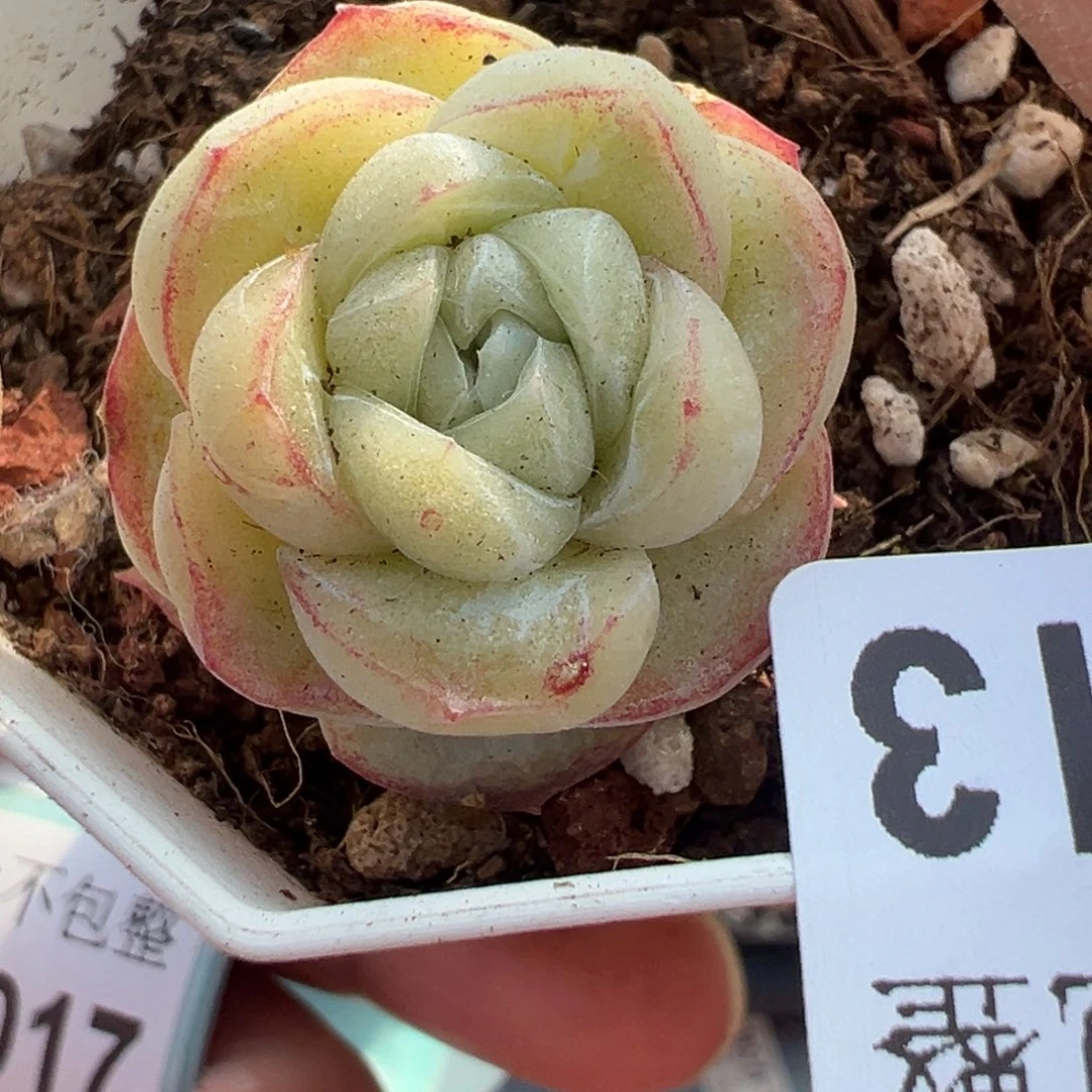 小卡拉米糖心一物一拍10-13