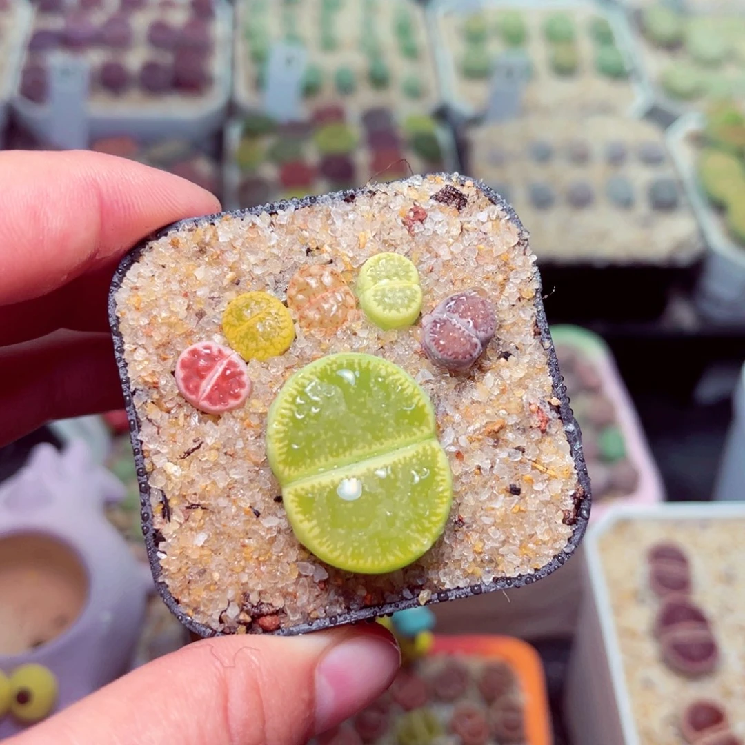 68号带盆包邮发货