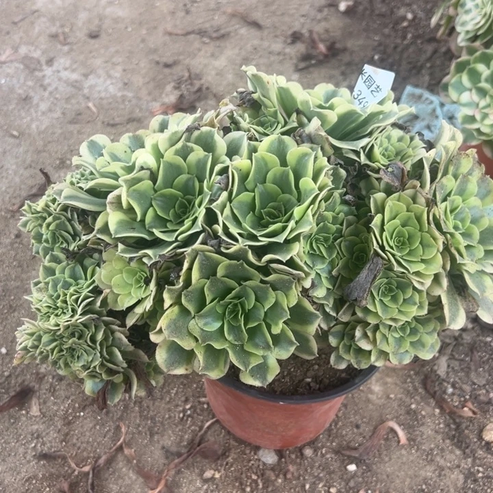 绿豆沙缀多肉植物349