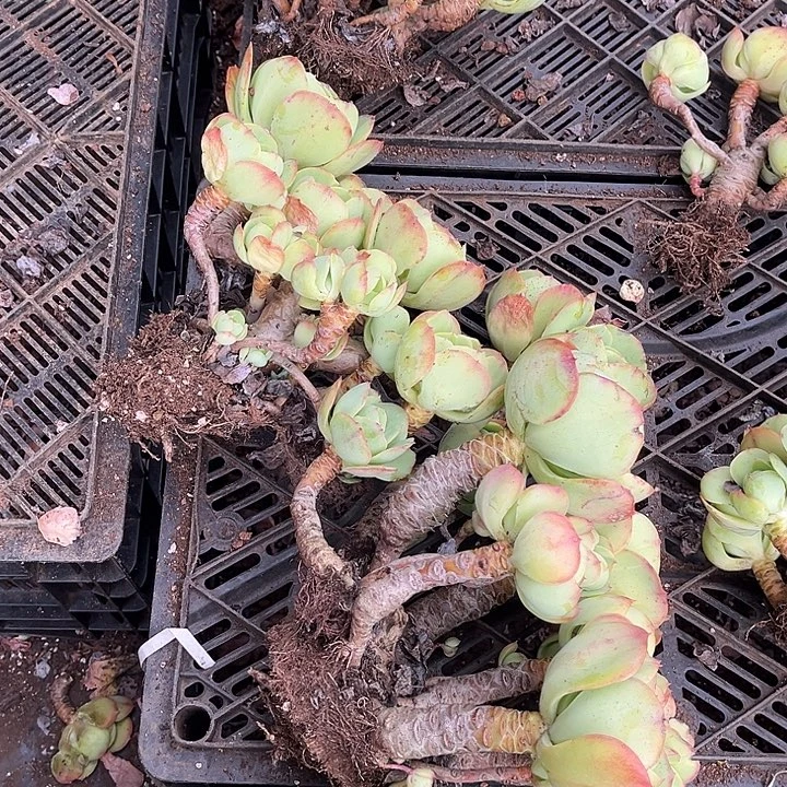 碧桃14.99多肉植物砍
