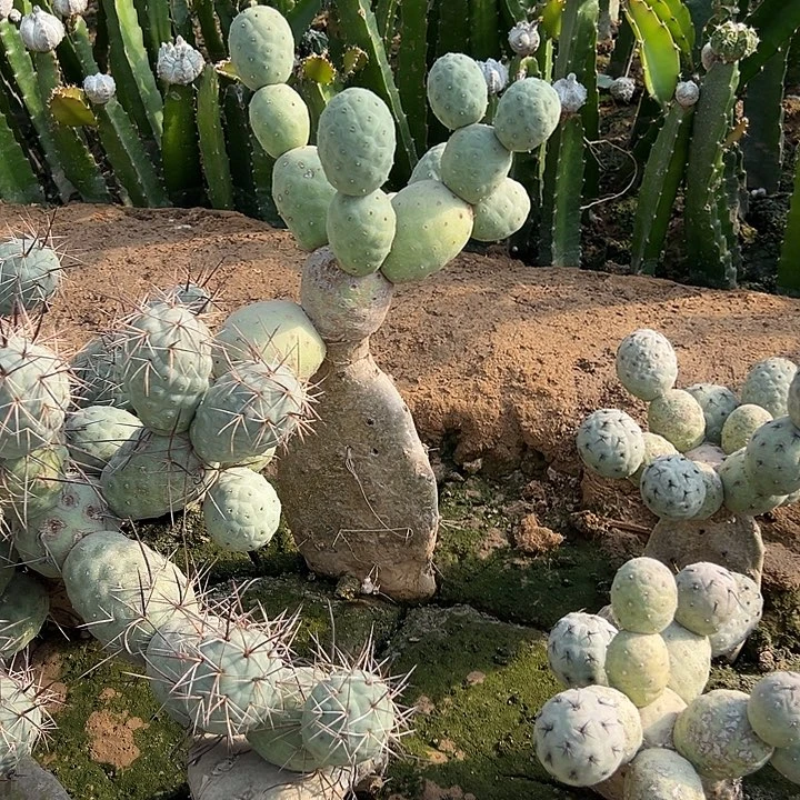 蛋****两整了习志野仙人球开花