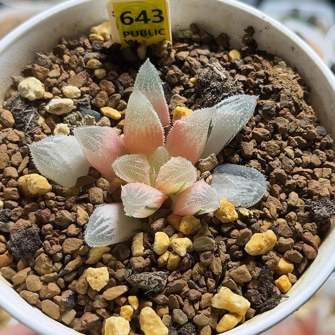 643糊斑白帝城寿锦福利