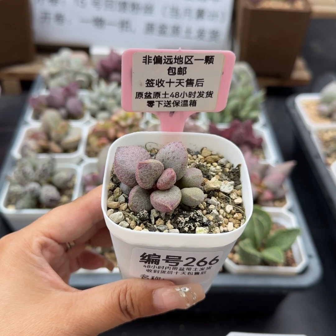 曦*266实生多肉植物