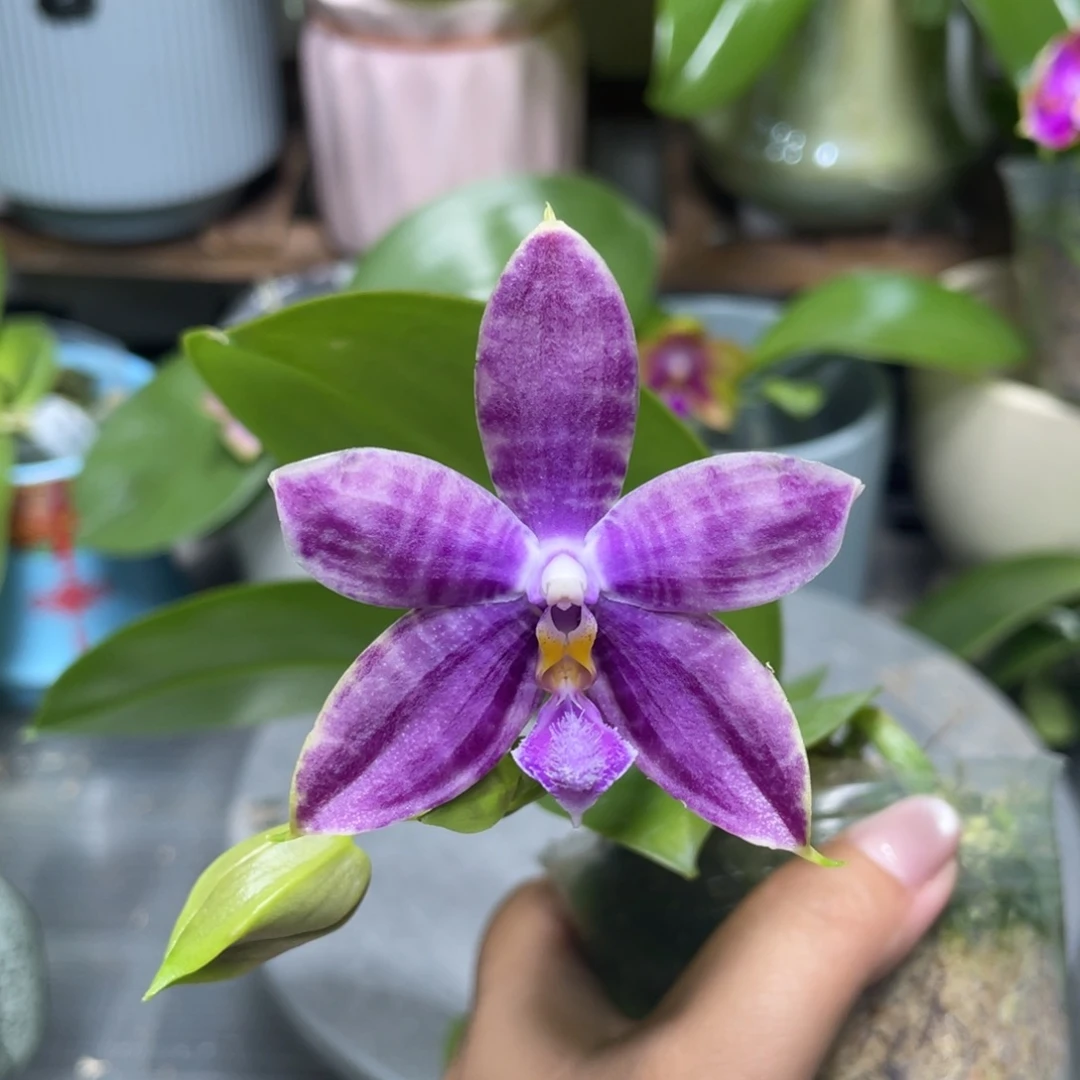 完全开放Yc39开花