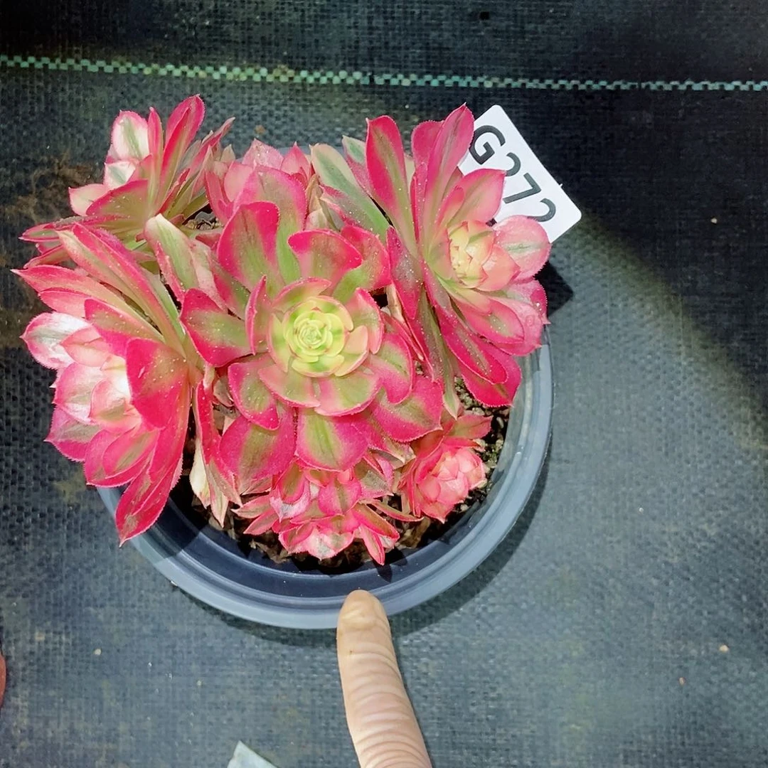 红陶272倾城3冠服10多肉