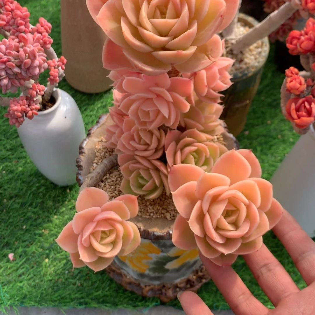 春****?发出来了么我好