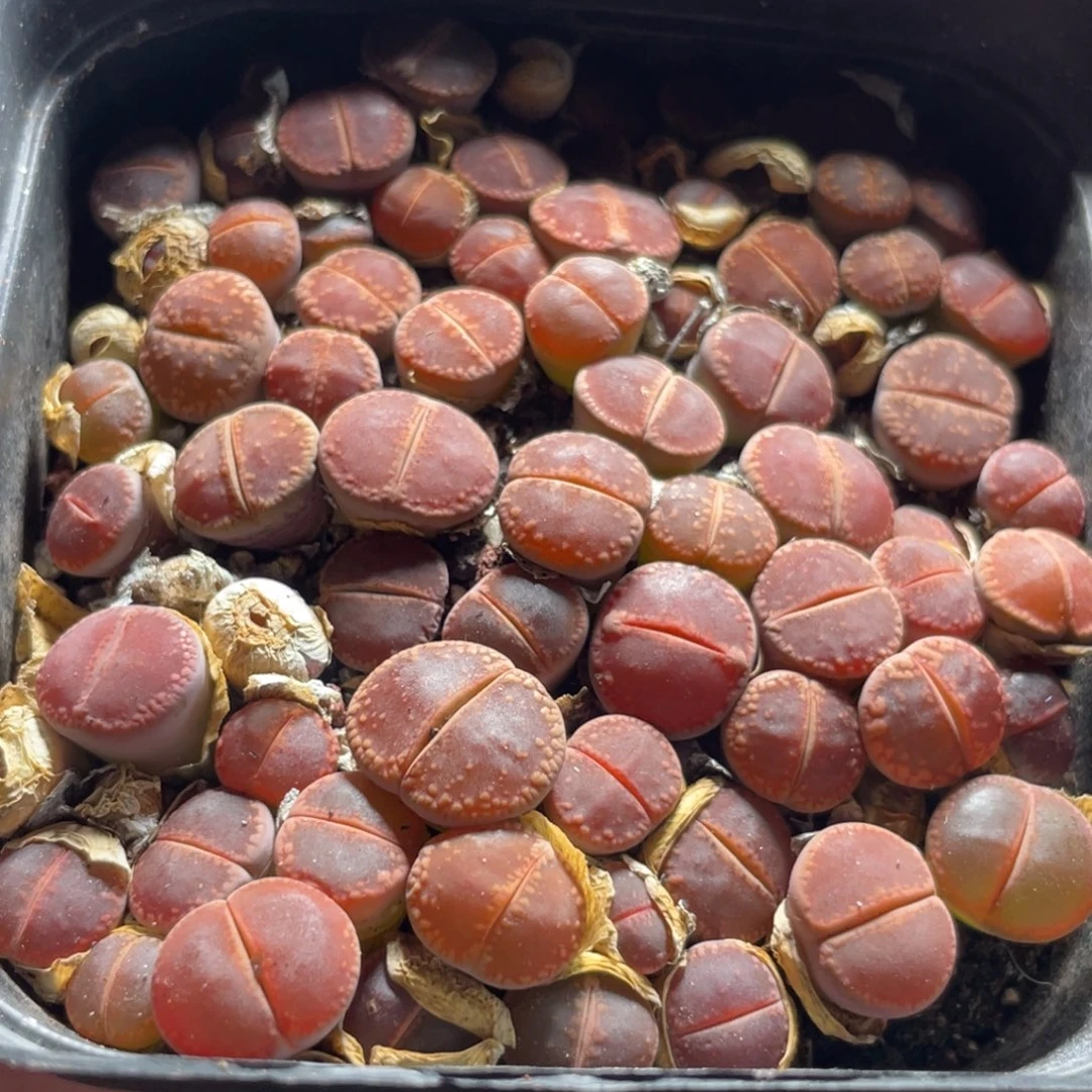 今晚大盆福利更新～