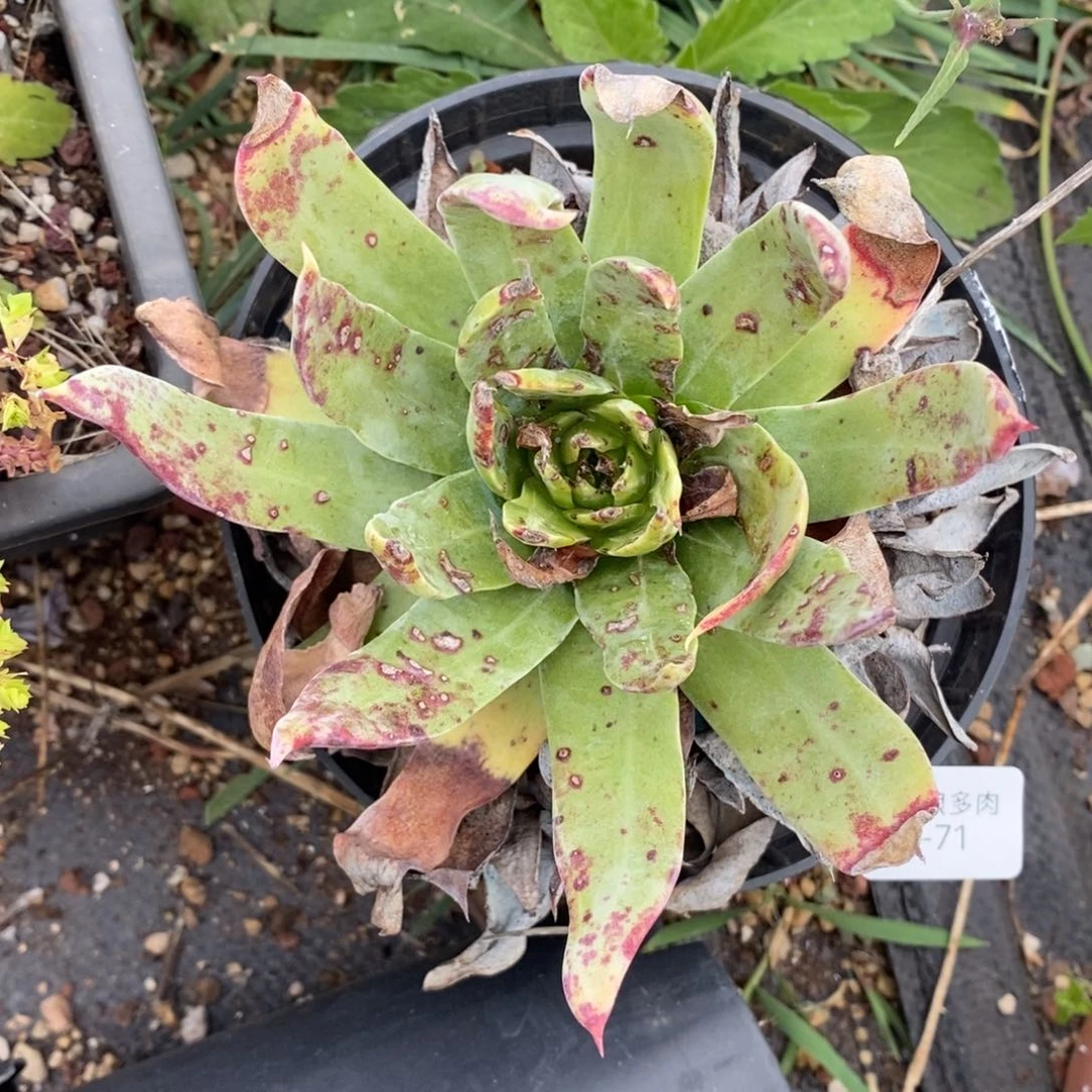 71号坎代瑕疵瑕疵