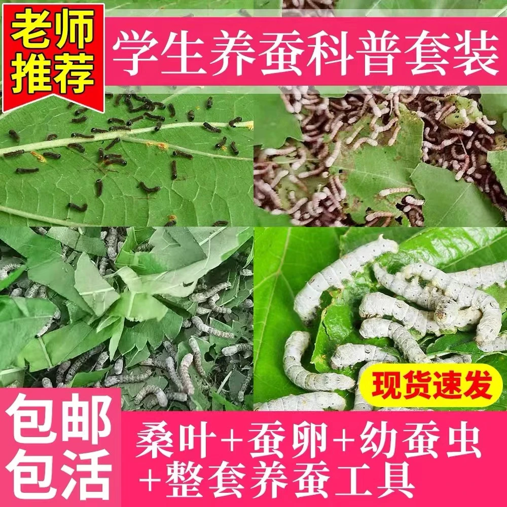 学生养蚕套餐在线直播蚕宝宝饲养工具全套套装彩卵套餐小学生桑叶