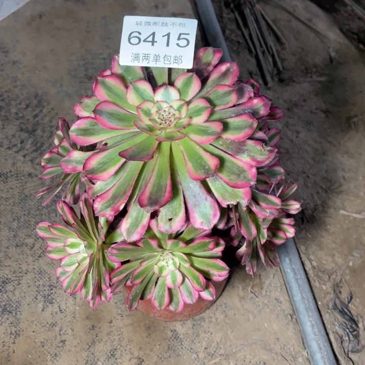 6415红铜多肉的人多