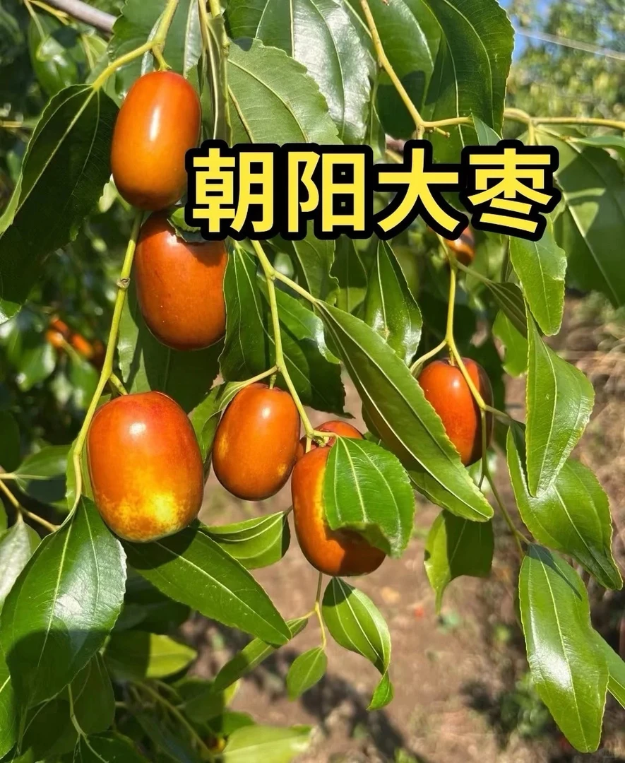 朝阳大枣产地直发新鲜脆甜尝鲜装
