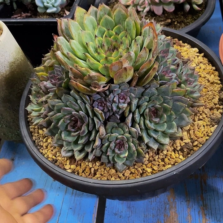 蓝莓周正大群哦哦哦哦