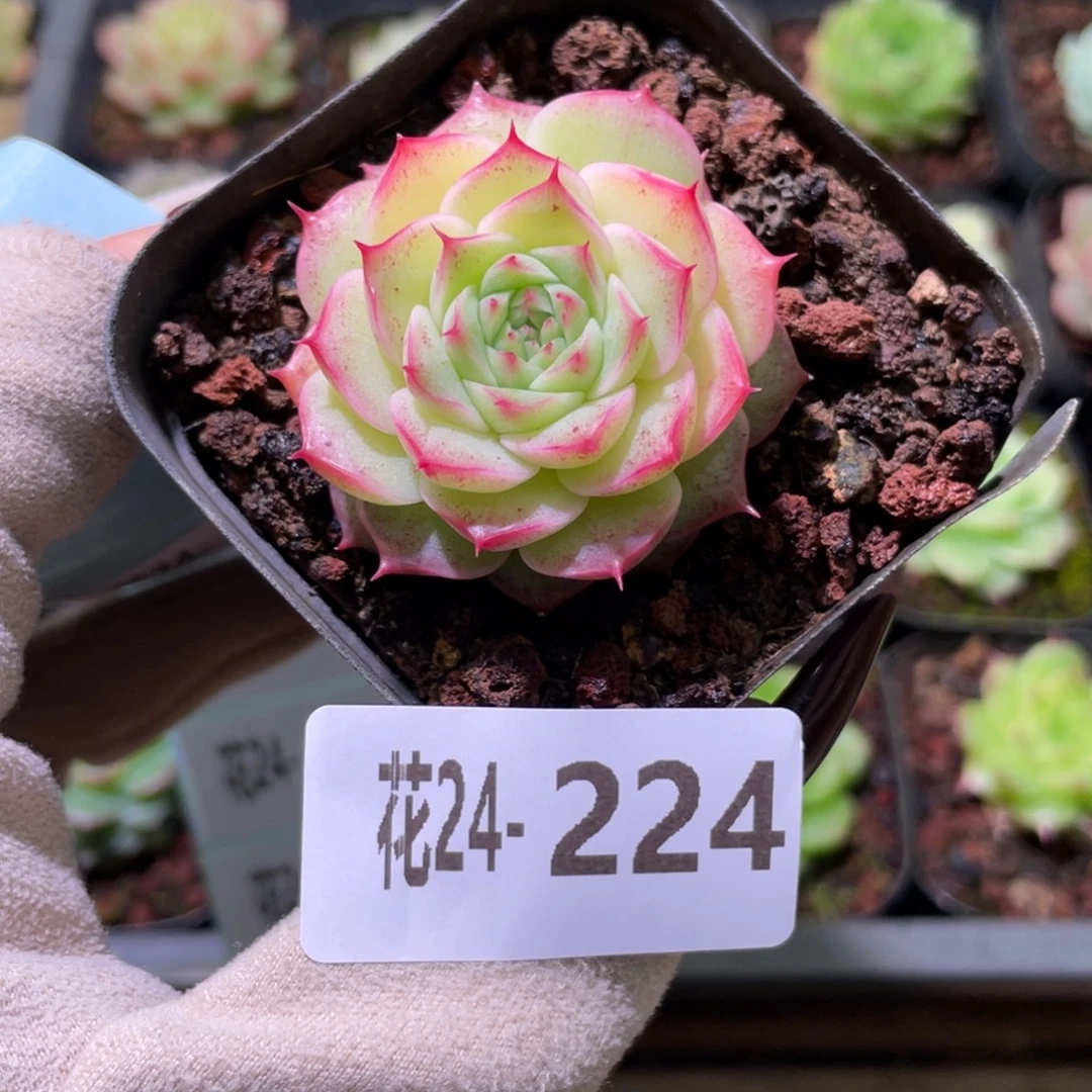 花利美24-224海王