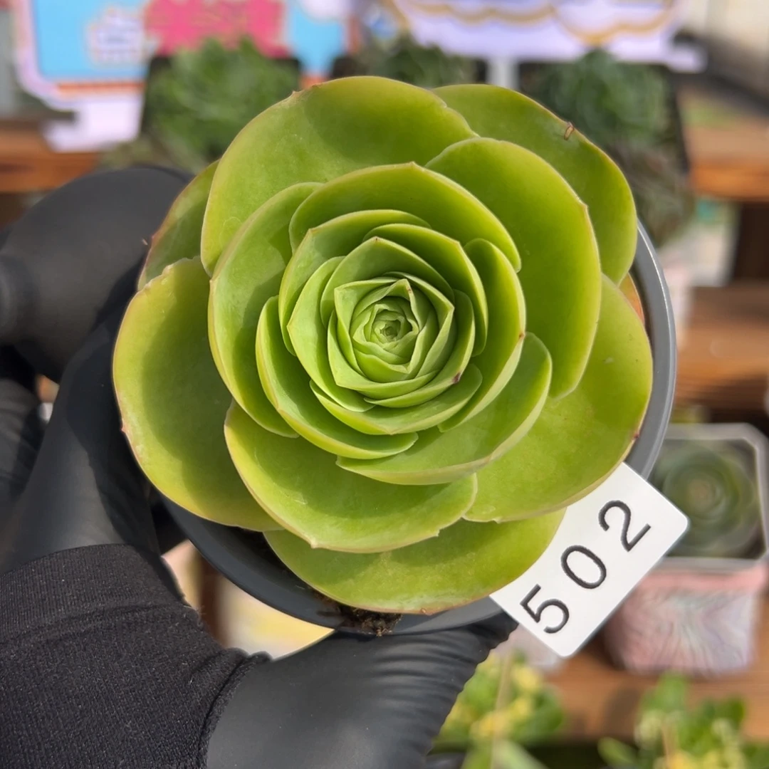 502柠檬黄优选珠光叶8厘米