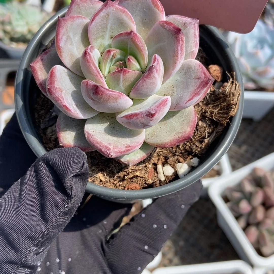 630夜魔侠多肉植物保护