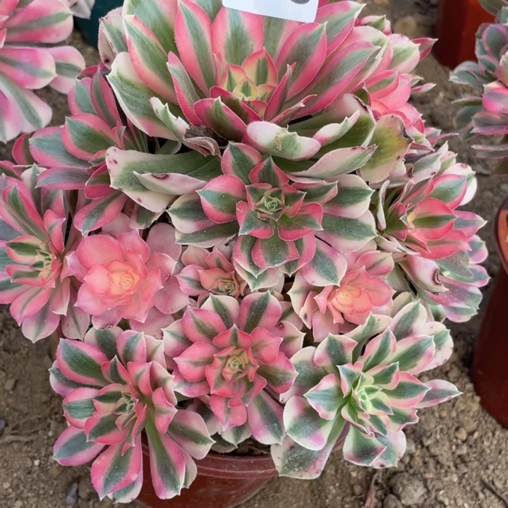 无花朵973多肉植物粉女巫