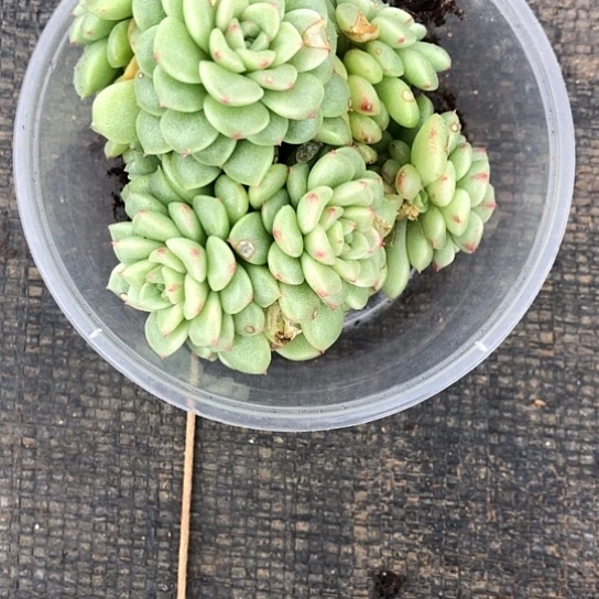 ༼***风038珍珠麦秆群生一颗