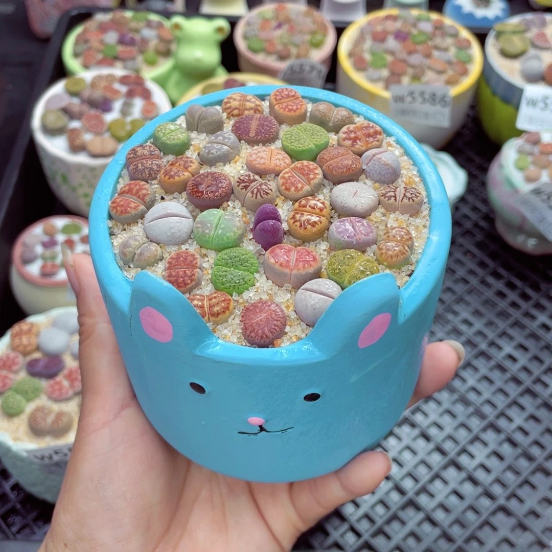 w5590 带盆土发货一物一拍