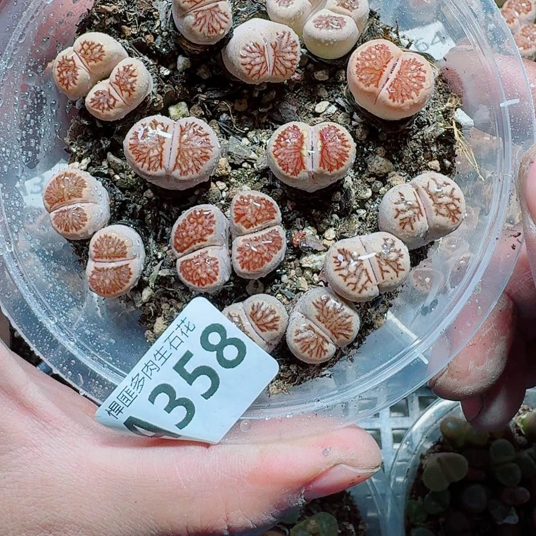 358 多肉植物多肉植物