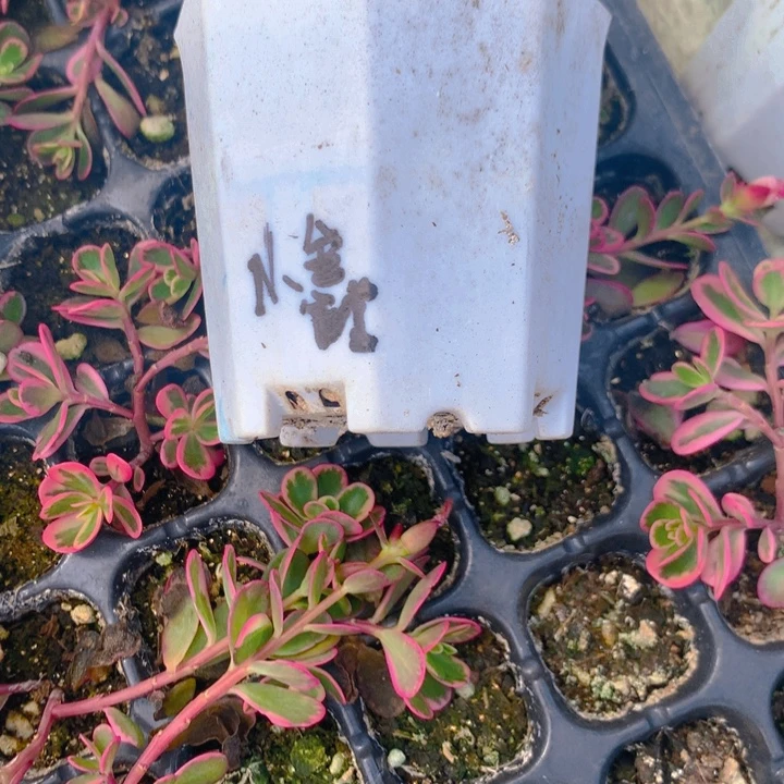 小***鑫棒叶酢浆草小白盆