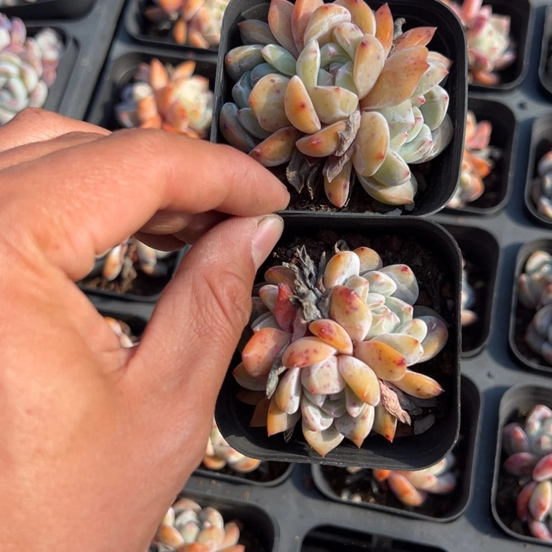 星影三头一颗量拍多肉满9.9包邮下午发