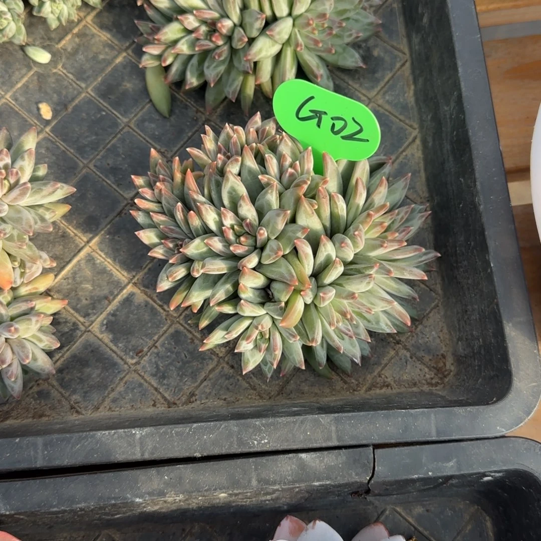 喜***妞G02雨花石啊啊啊啊啊