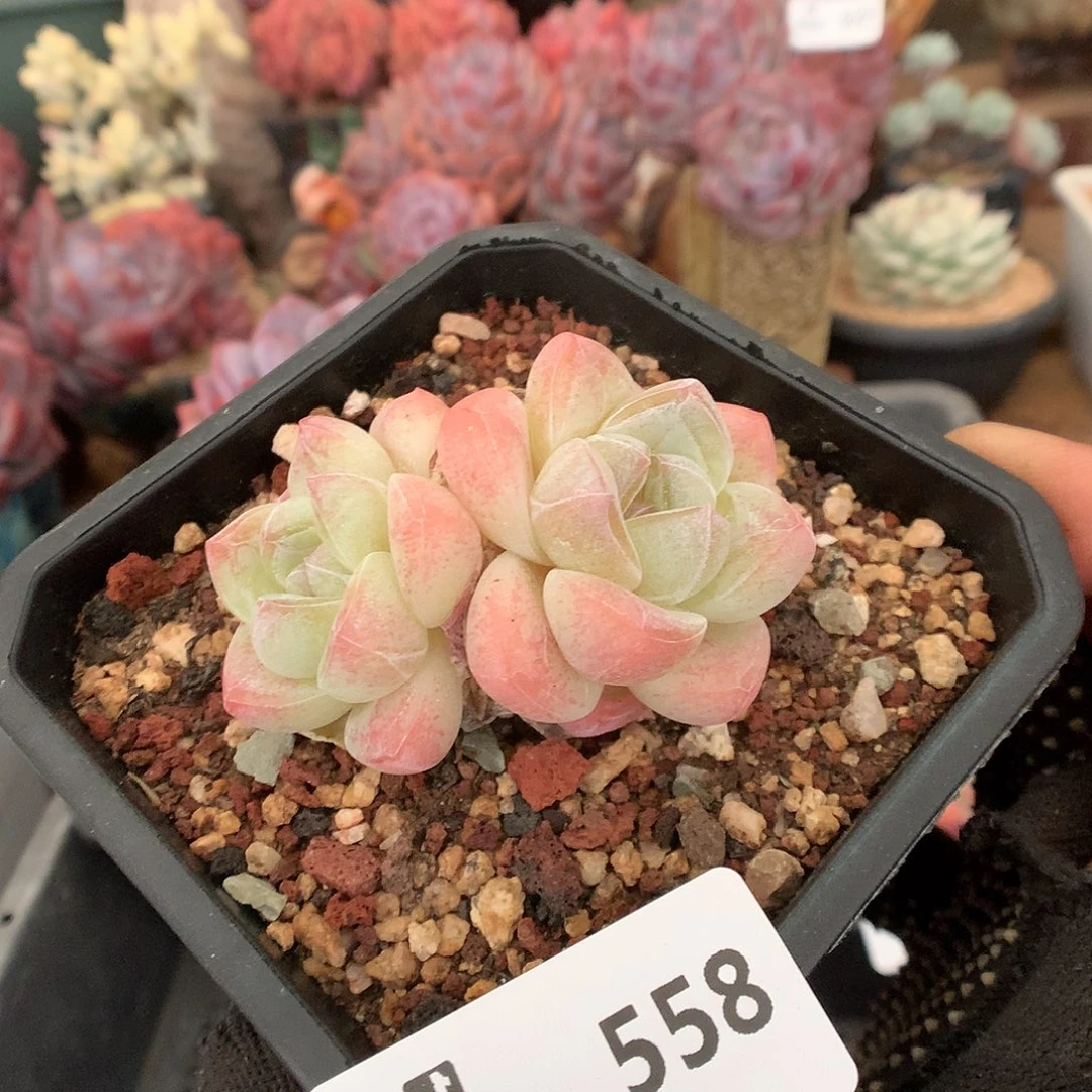 558冰玉多肉植物66666