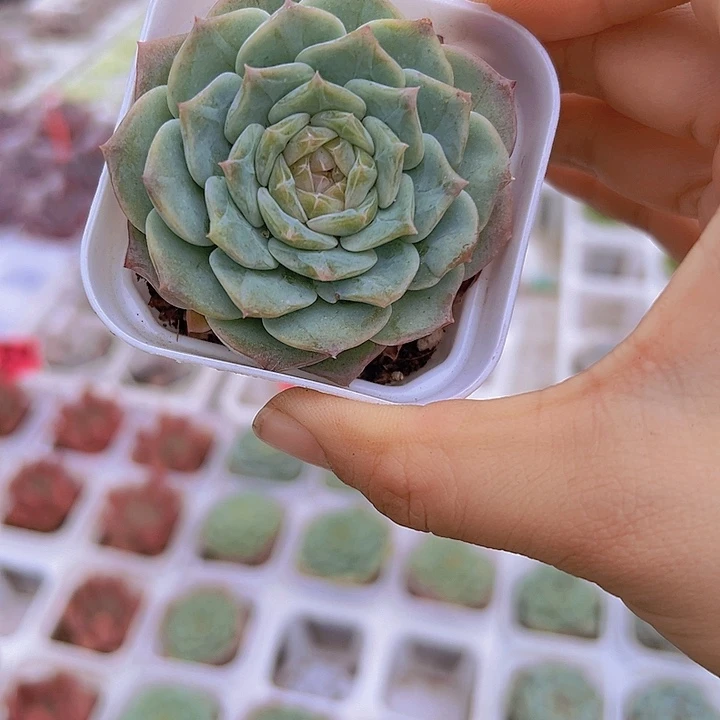 纯爱19包邮多肉植物