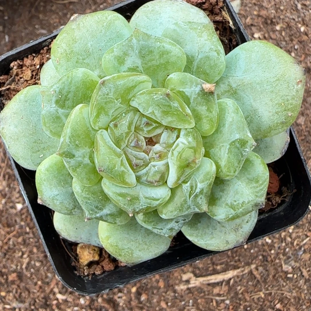 小卡拉米糖心一物一拍