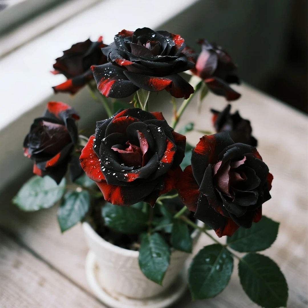 【四季开花】稀有品种耐寒耐热香水玫瑰爆款月季老桩苗花卉盆栽植物