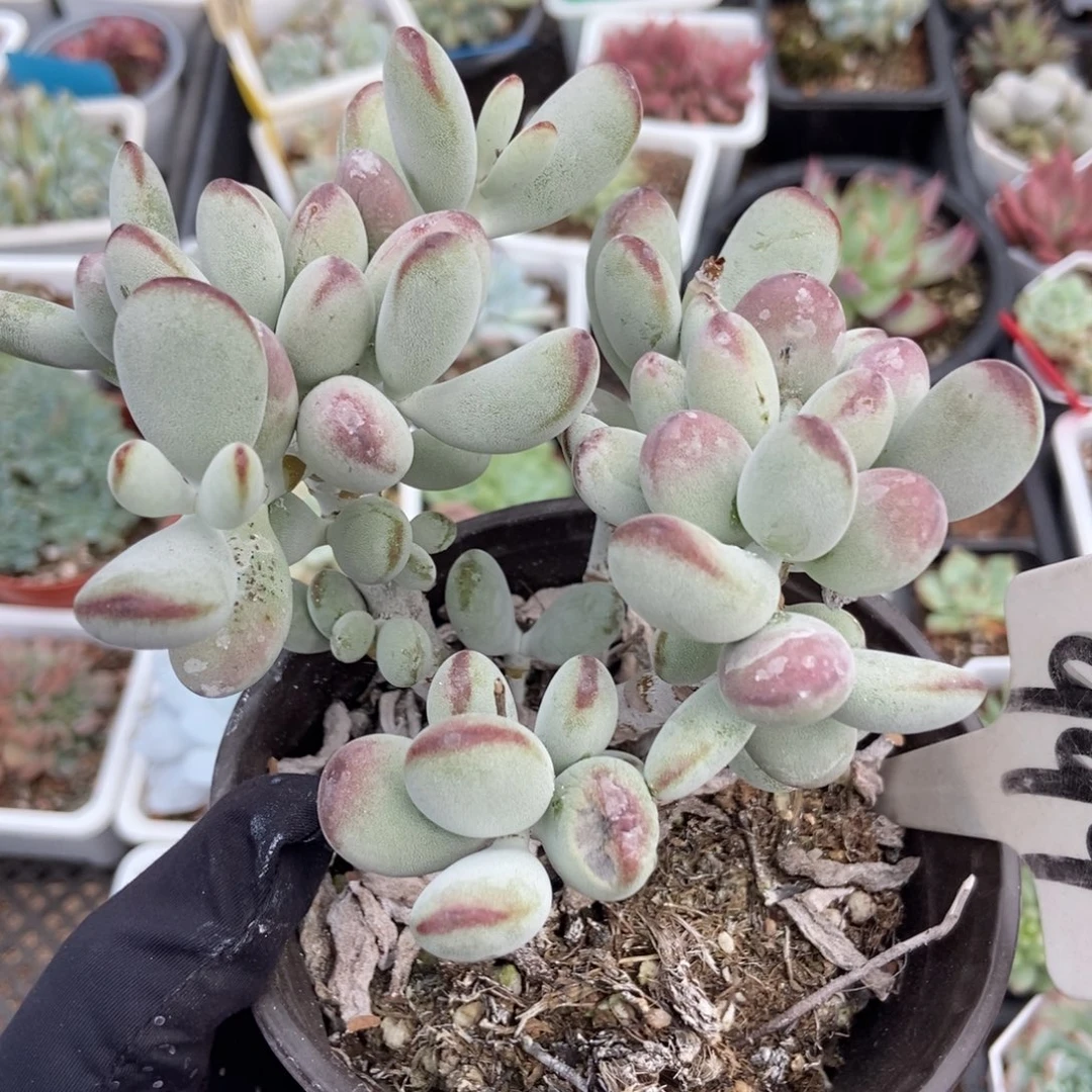 999福娘多肉植物保护