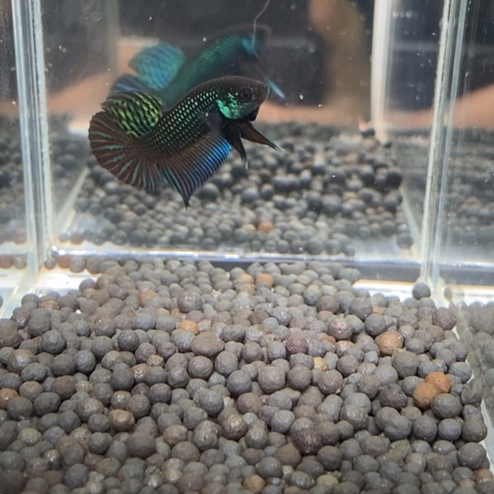 斗鱼泰国斗鱼557号